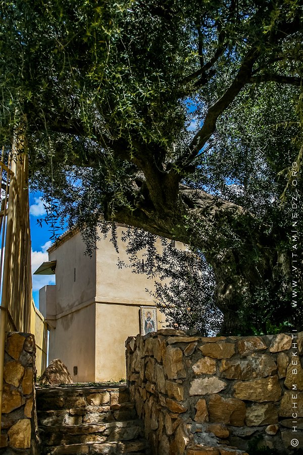 L’olivier de Saint-Augustin ou « la vigie verdoyante » de Souk Ahras