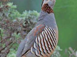 Mostaganem - La faune menacée d’extinction par l’usage des pesticides