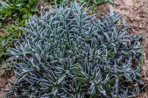 Flore des monts traras à Djbel Fellaoucene (W. Tlemcen)