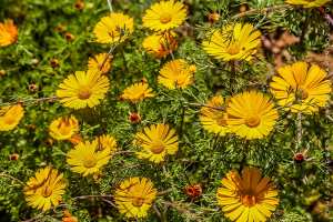 Flore des monts traras à Djbel Fellaoucene (W. Tlemcen)