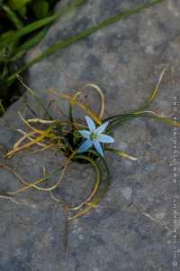 Flore des monts traras à Djbel Fellaoucene (W. Tlemcen)