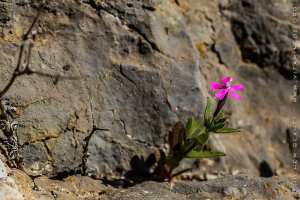 Flore des monts traras à Djbel Fellaoucene (W. Tlemcen)