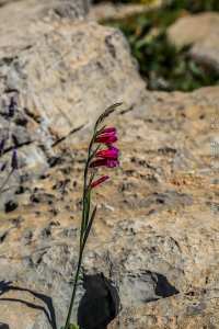 Flore des monts traras à Djbel Fellaoucene (W. Tlemcen)