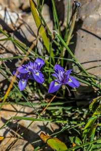 Flore des monts traras à Djbel Fellaoucene (W. Tlemcen)