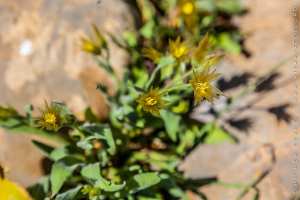 Flore des monts traras à Djbel Fellaoucene (W. Tlemcen)