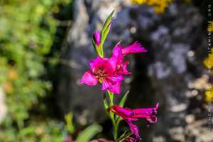 Flore des monts traras à Djbel Fellaoucene (W. Tlemcen)