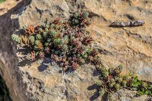 Flore des monts traras à Djbel Fellaoucene (W. Tlemcen)