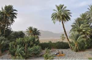 Assèchement des puits et manque d’eau d’irrigation à Biskra: Des palmeraies meurent de soif dans l’indifférence