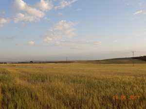 La plaine du Sersou.