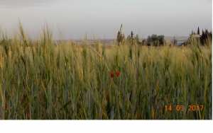 L'epi du Sersou, bientot les moisson du mois de Juillet.