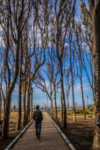 Petite foret d'Eucalyptus, Corso Plage (Boumerdes)
