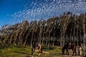 La plage de Corso retrouve sa splendeur  CORSO (BOUMERDÈS)