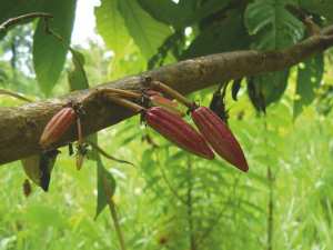 Planète - FORESTERA: ET SI L'HOMME REMETTAIT LES MAINS DANS LA TERRE ?