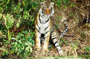 Planète - France: Biodiversité   les aires protégées pourraient mieux faire