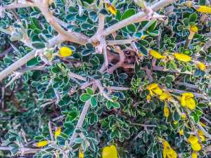 Tlemcen (Oued Chouly) - Flore sauvage