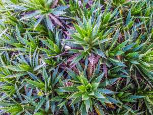 Tlemcen (Oued Chouli) - Flore sauvage