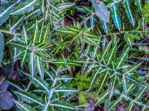 Tlemcen (Oued Chouly) - Flore sauvage