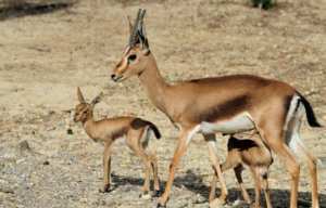 Planète - Aude: Première en France, six gazelles de Cuvier naissent en captivité