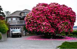 Planète - Ladysmith (Canada):  Et si un arbre devenait une attraction touristique?