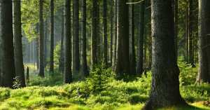 Planète - DEUX FOIS PLUS DE FORÊTS QU’IL Y A CENT ANS: LA FRANCE REVERDIT !