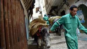 Alger - L'âne, «camion-poubelle» de la Casbah depuis 5 siècles