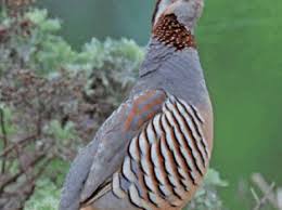 Mostaganem - La faune menacée d’extinction par l’usage des pesticides