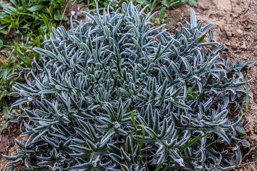 Flore des monts traras à Djbel Fellaoucene (W. Tlemcen)