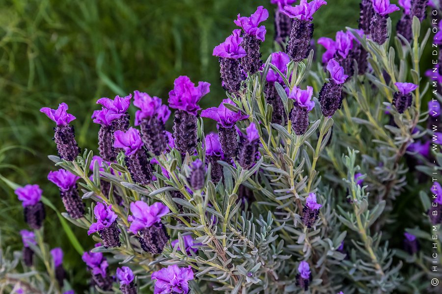 Flore des monts traras à Djbel Fellaoucene (W. Tlemcen)