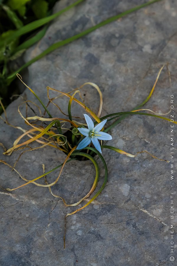 Flore des monts traras à Djbel Fellaoucene (W. Tlemcen)