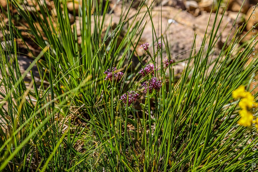 Flore des monts traras à Djbel Fellaoucene (W. Tlemcen)
