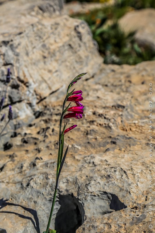Flore des monts traras à Djbel Fellaoucene (W. Tlemcen)