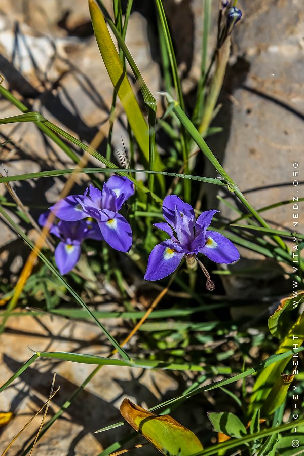 Flore des monts traras à Djbel Fellaoucene (W. Tlemcen)