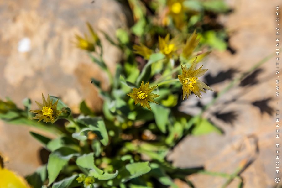 Flore des monts traras à Djbel Fellaoucene (W. Tlemcen)
