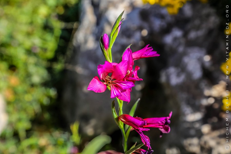 Flore des monts traras à Djbel Fellaoucene (W. Tlemcen)