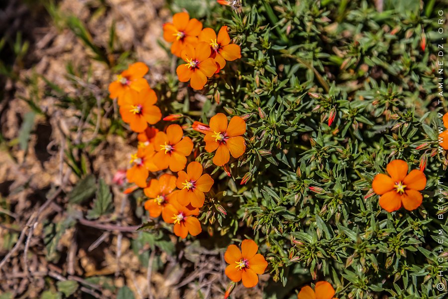 Flore des monts traras à Djbel Fellaoucene (W. Tlemcen)