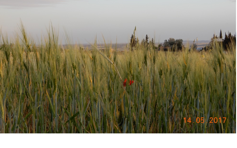 L'epi du Sersou, bientot les moisson du mois de Juillet.