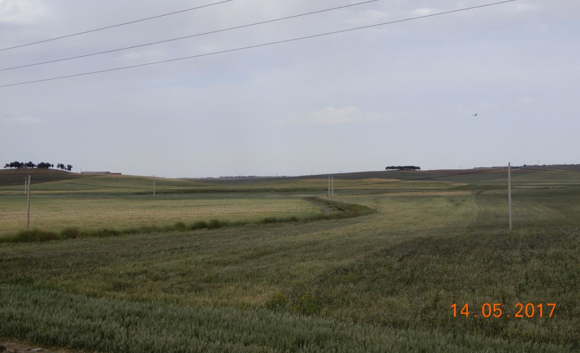 Le Sersou du coté de Ain Bouchekif (Tiaret)