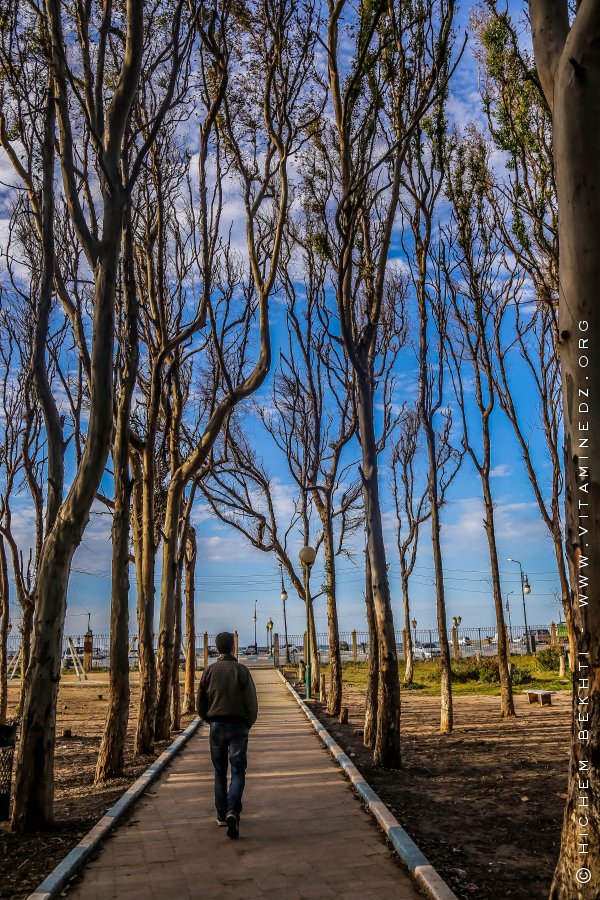 Petite foret d'Eucalyptus, Corso Plage (Boumerdes)