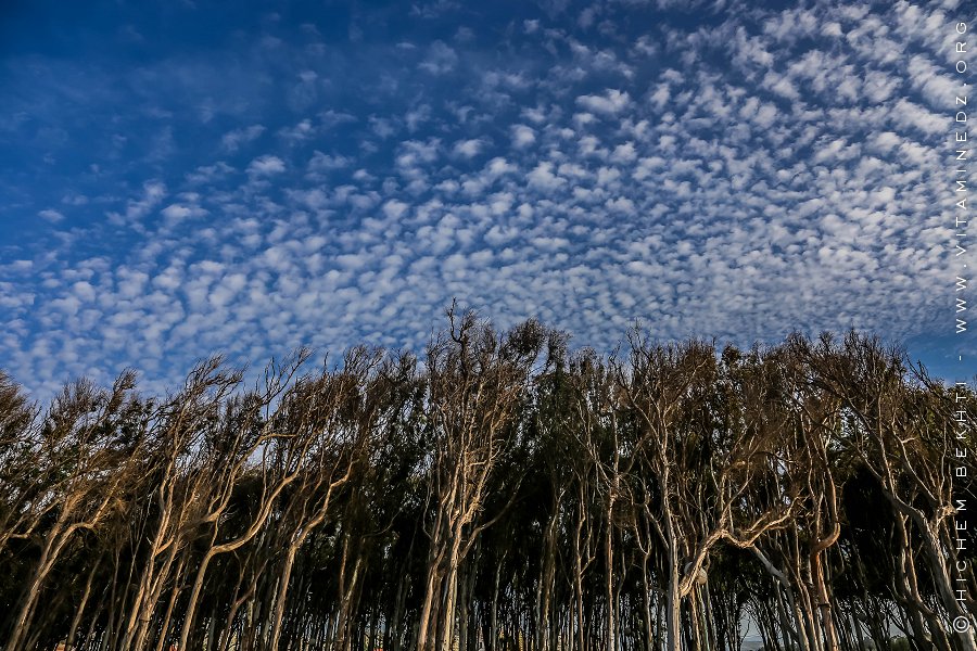 Foret de Corso Plage (Eucalyptus)