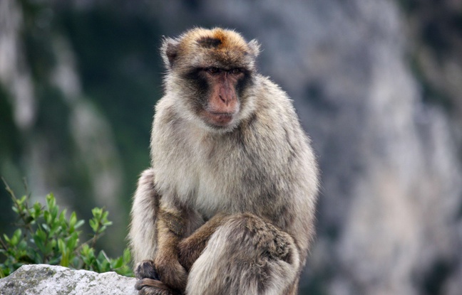 Maghreb - Le Maroc veut sauver de l'extinction le macaque magot