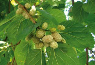 El Eulma -  La cueillette des mûres bat son plein