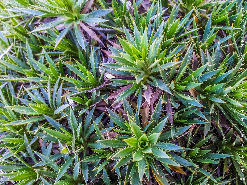 Tlemcen (Oued Chouli) - Flore sauvage