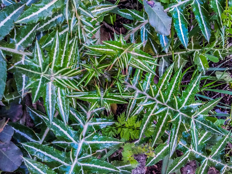 Tlemcen (Oued Chouly) - Flore sauvage