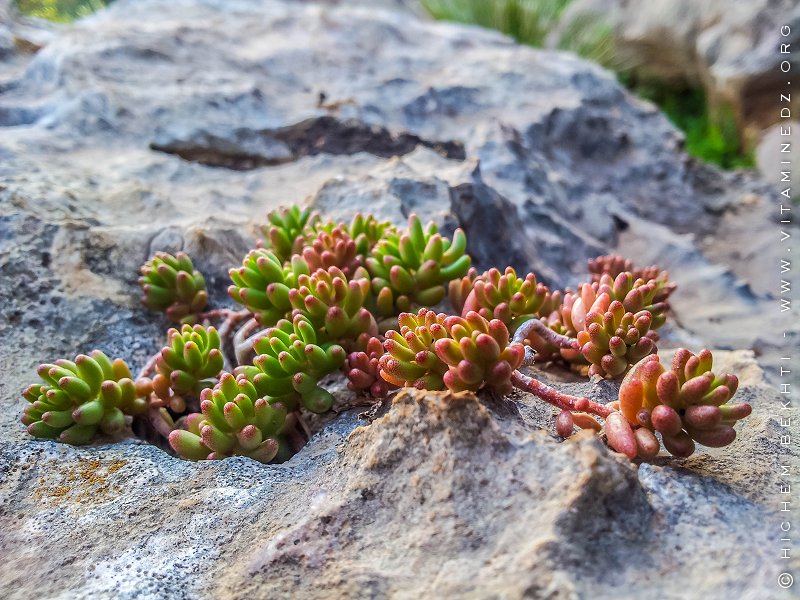 Tlemcen (Oued Chouly) - Flore sauvage