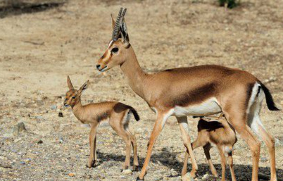 Planète - Aude: Première en France, six gazelles de Cuvier naissent en captivité