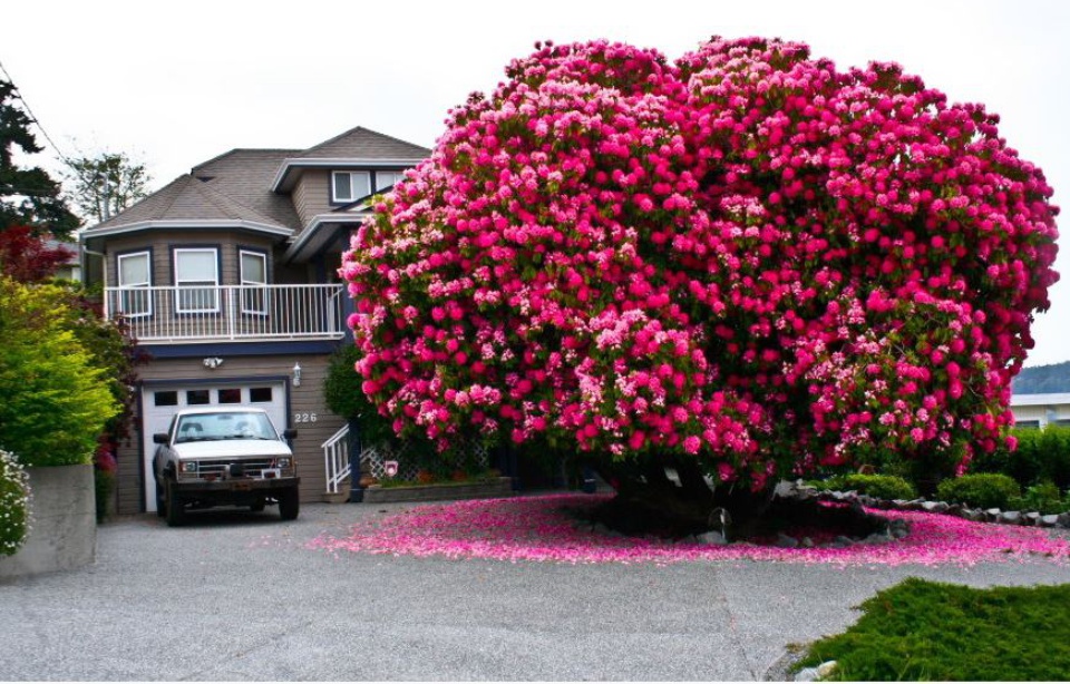 Planète - Ladysmith (Canada):  Et si un arbre devenait une attraction touristique?