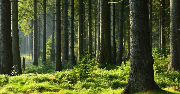 Planète - DEUX FOIS PLUS DE FORÊTS QU’IL Y A CENT ANS: LA FRANCE REVERDIT !