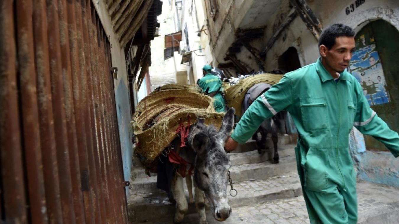 Alger - L'âne, «camion-poubelle» de la Casbah depuis 5 siècles