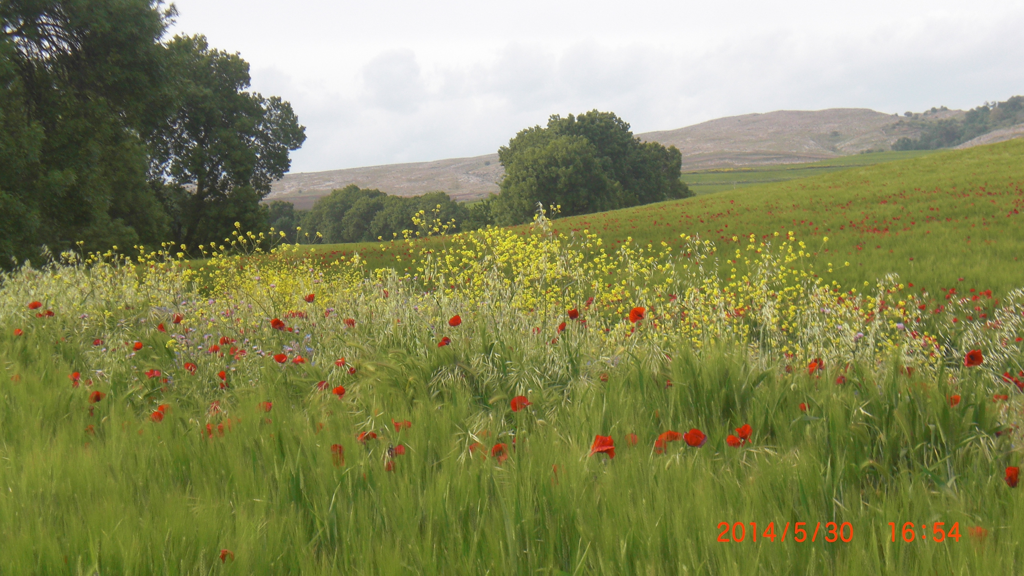 a proximité de la ferme delorme qui situé a Oued Athmania