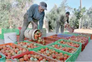 Chlef - Les producteurs de tomate industrielle réclament une enquête  Perte d'une production agricole